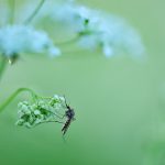 “Zanzare, alcune piante le tengono lontane”, vero o falso?