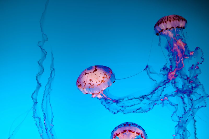 punture medusa